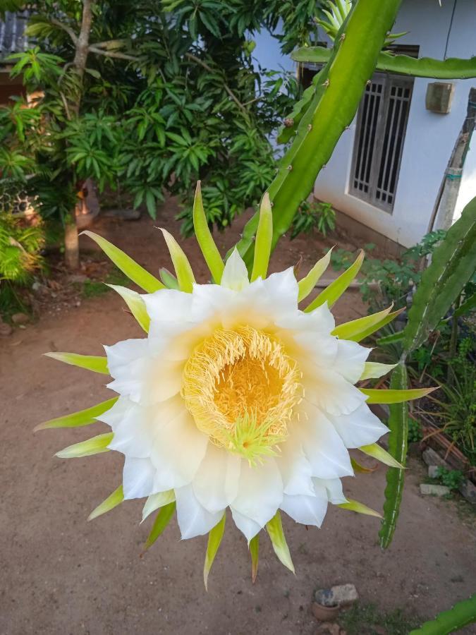 Sanaya Homestay Tangalle Exteriér fotografie